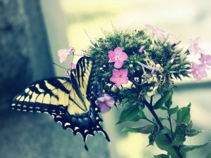 Farfallina by A.D. Sams